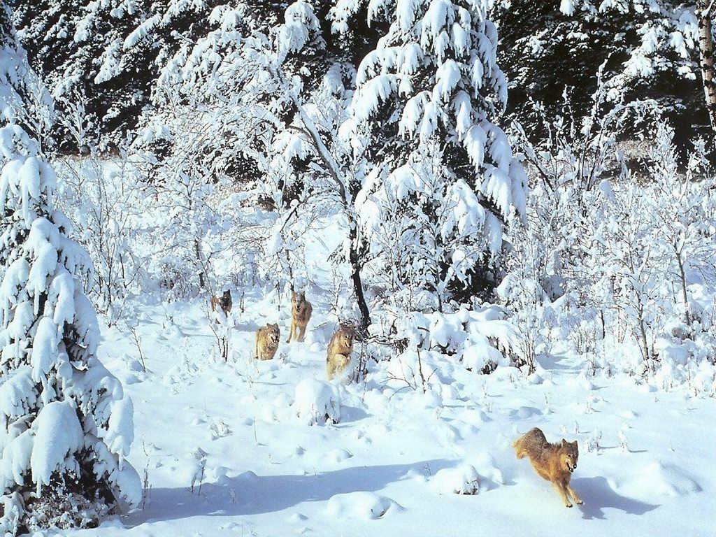 Coyottes et loups - 051